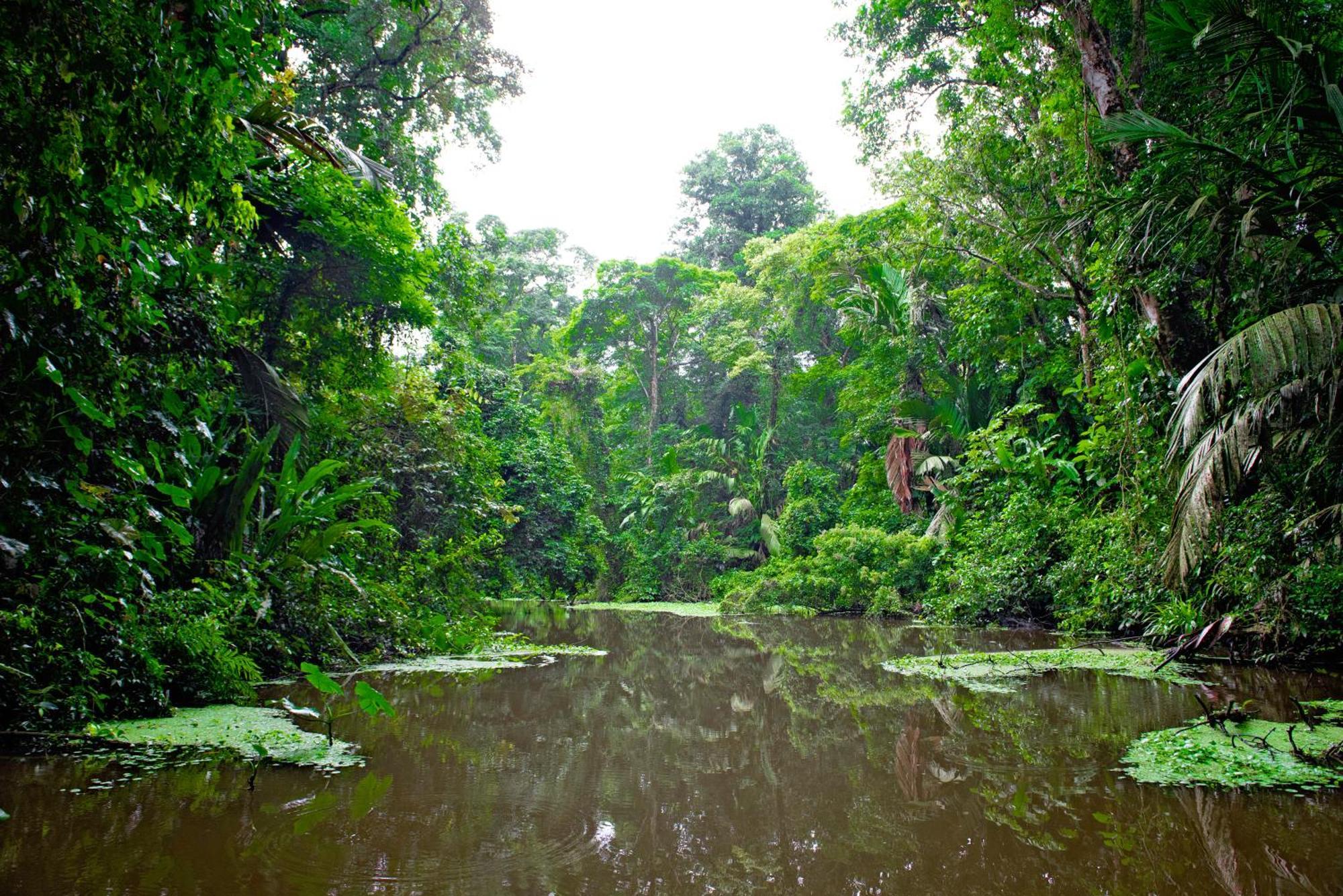 The Corner House Apartman Tortuguero Kültér fotó